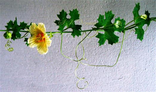  Branch with tendrils